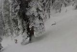 A snow leopard bounds downhill while a skier takes evasive action.