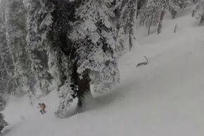 A snow leopard bounds downhill while a skier takes evasive action.