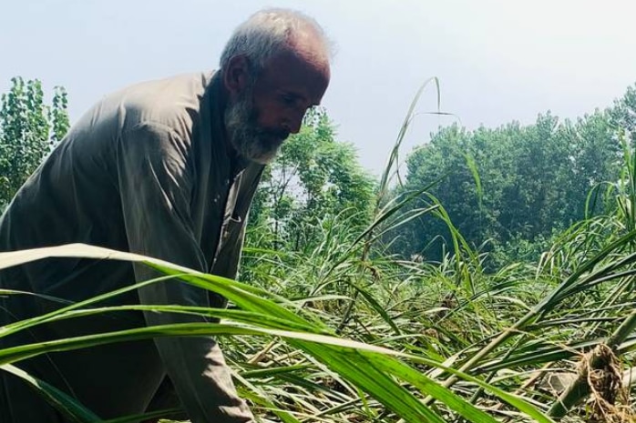 A man is shown holding sugar canes in a field in Pakistan.