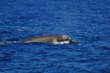 The Shepherd's beaked whale is considered  extremely rare.