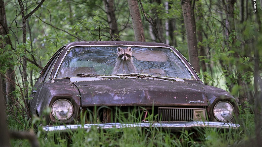A raccoon pokes her face out of a rusty 1970s Ford Pinto.