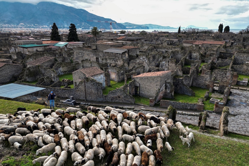 A mass of sheep graze grass next to the ruins of Pompeii.
