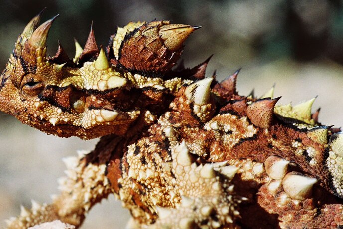 Rowie is a keen photographer and will often stop on his mail runs to photograph outback wildlife like this thorny devil.