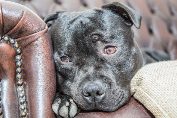 Grey Staffordshire Bull Terrier looking forlornly over the arm of a leather couch