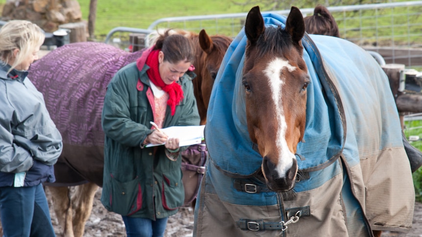 Mary Harrison watches as Emma Crawford Chandler writes notes about Jag the horse.