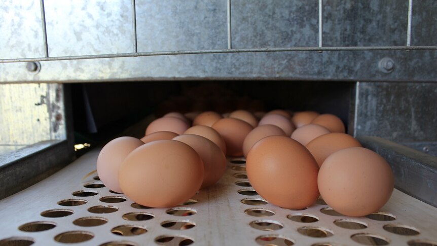 Eggs sit on a conveyer belt inside a chook caravan.