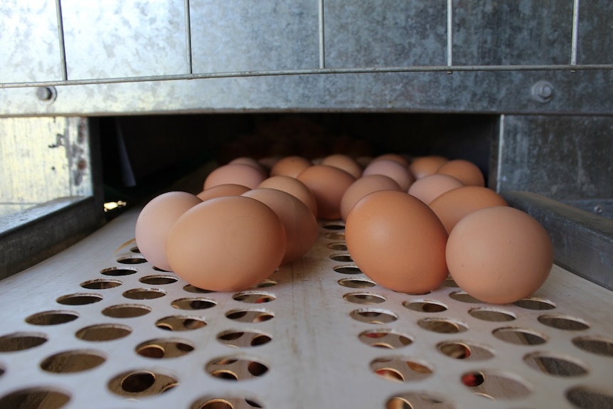 Eggs sit on a conveyer belt inside a chook caravan.