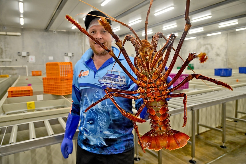 A man in blue glove holds up a giant crayfish