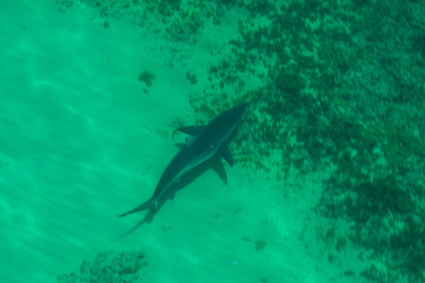 A shark in the water seen from the air