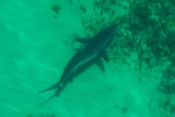 A shark in the water seen from the air