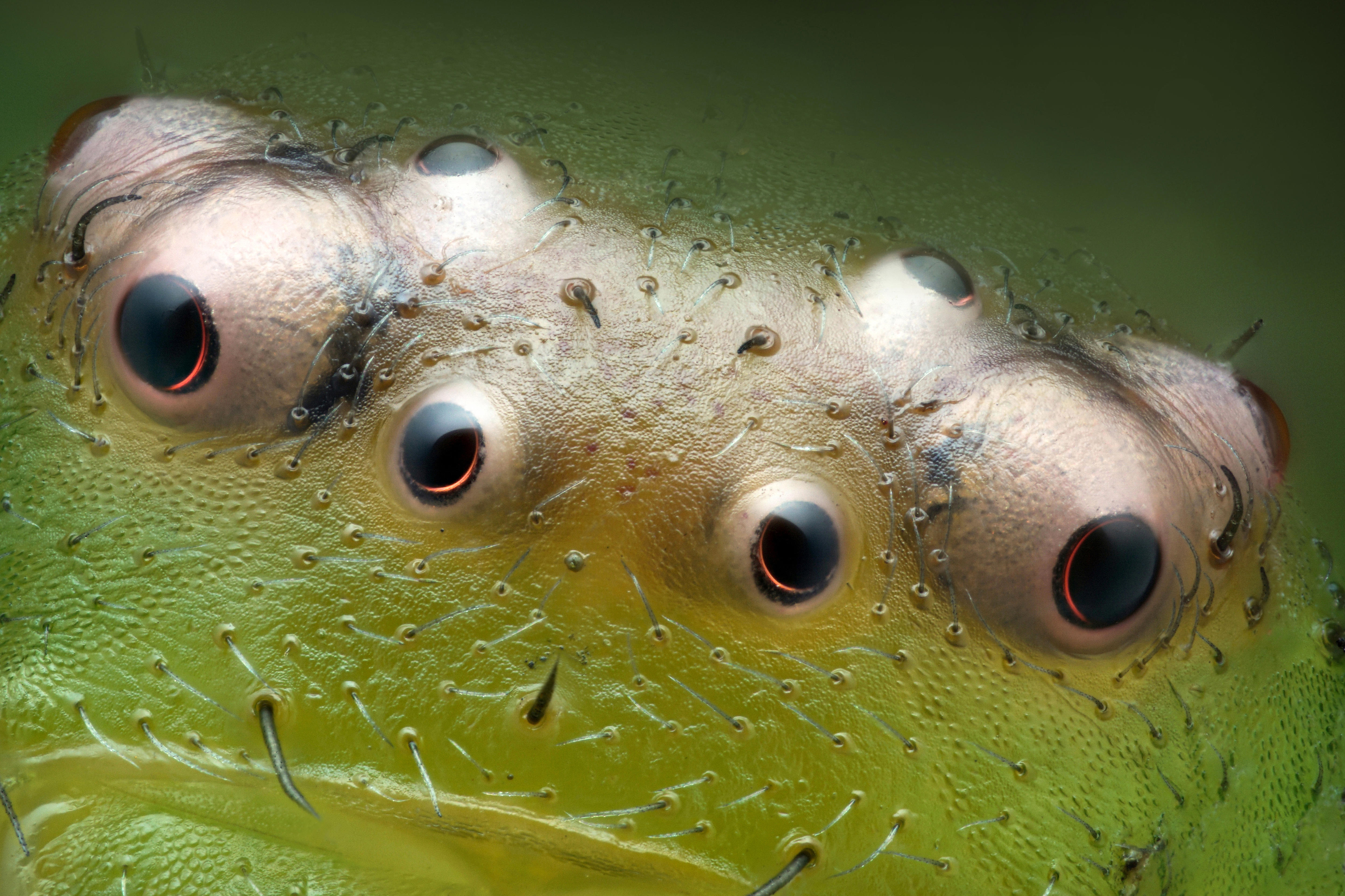 A close up photo of the eyes of a green crab spider