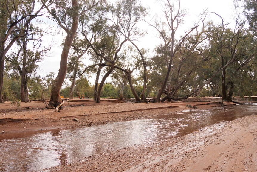 Trees line a creek in the outback.