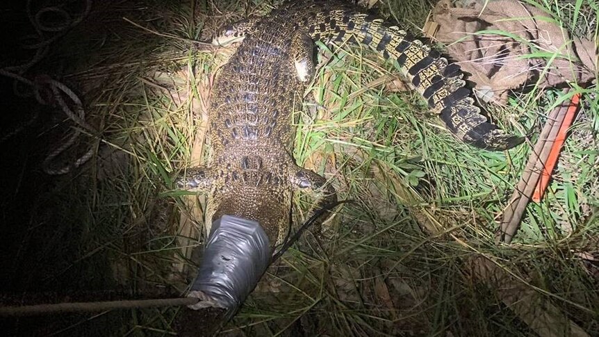 A crocodile near a trap at night.