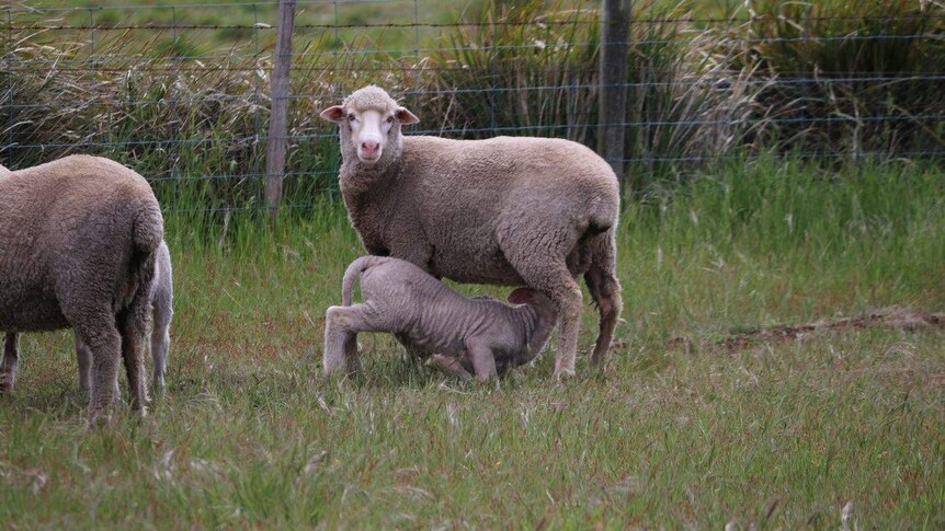 A lamb feeds off a ewe in a paddock in Tasmania.