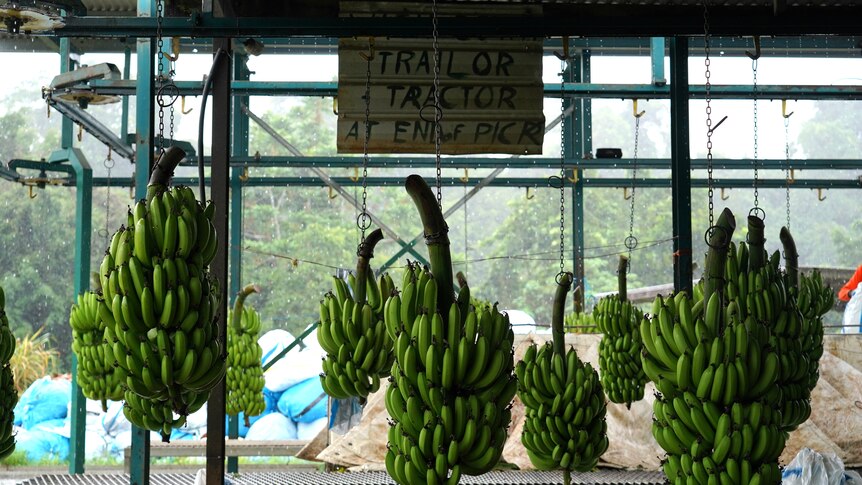 Bunches of bananas hang in packing shed