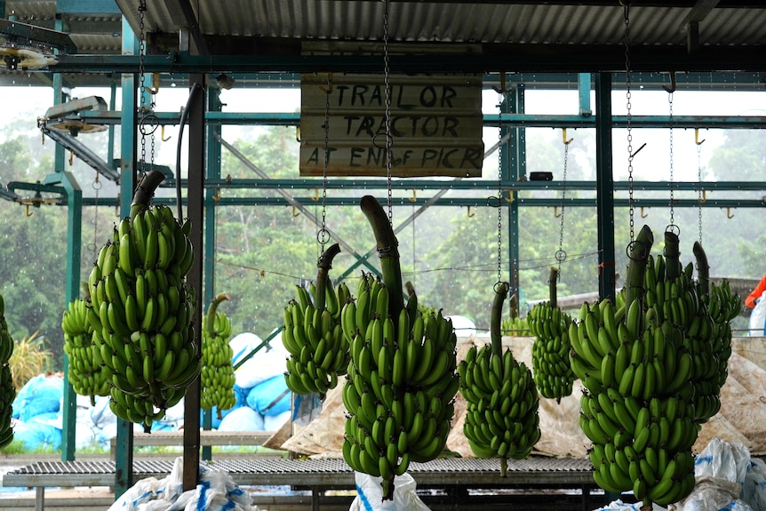 Bunches of bananas hang in packing shed