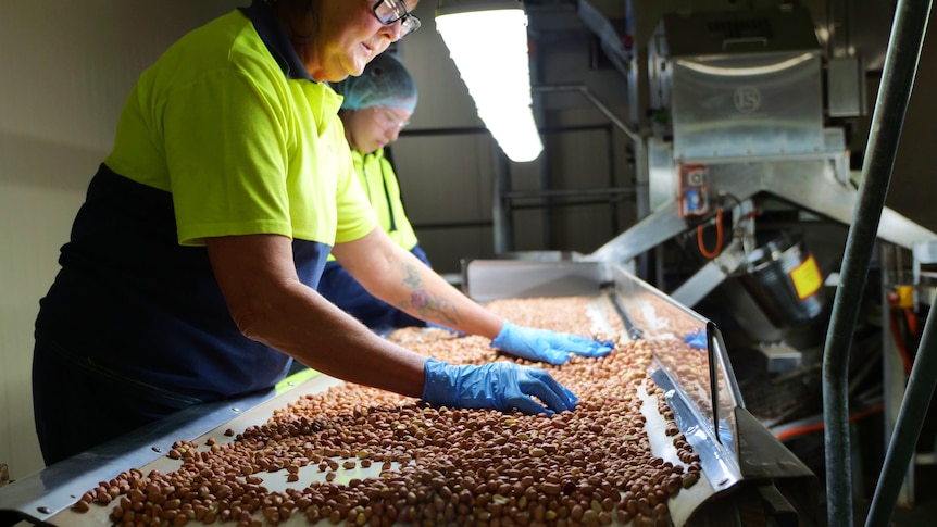 Two workers are sorting through peanuts moving across a conveyor belt.