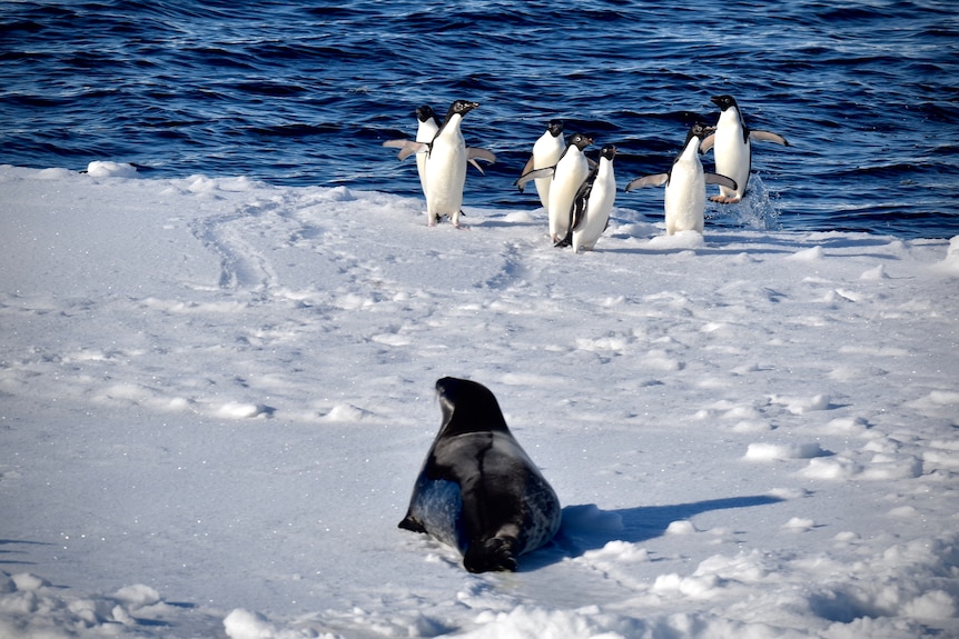 A handful of penguins and a seal face off on a small piece of ice beside the ocean.