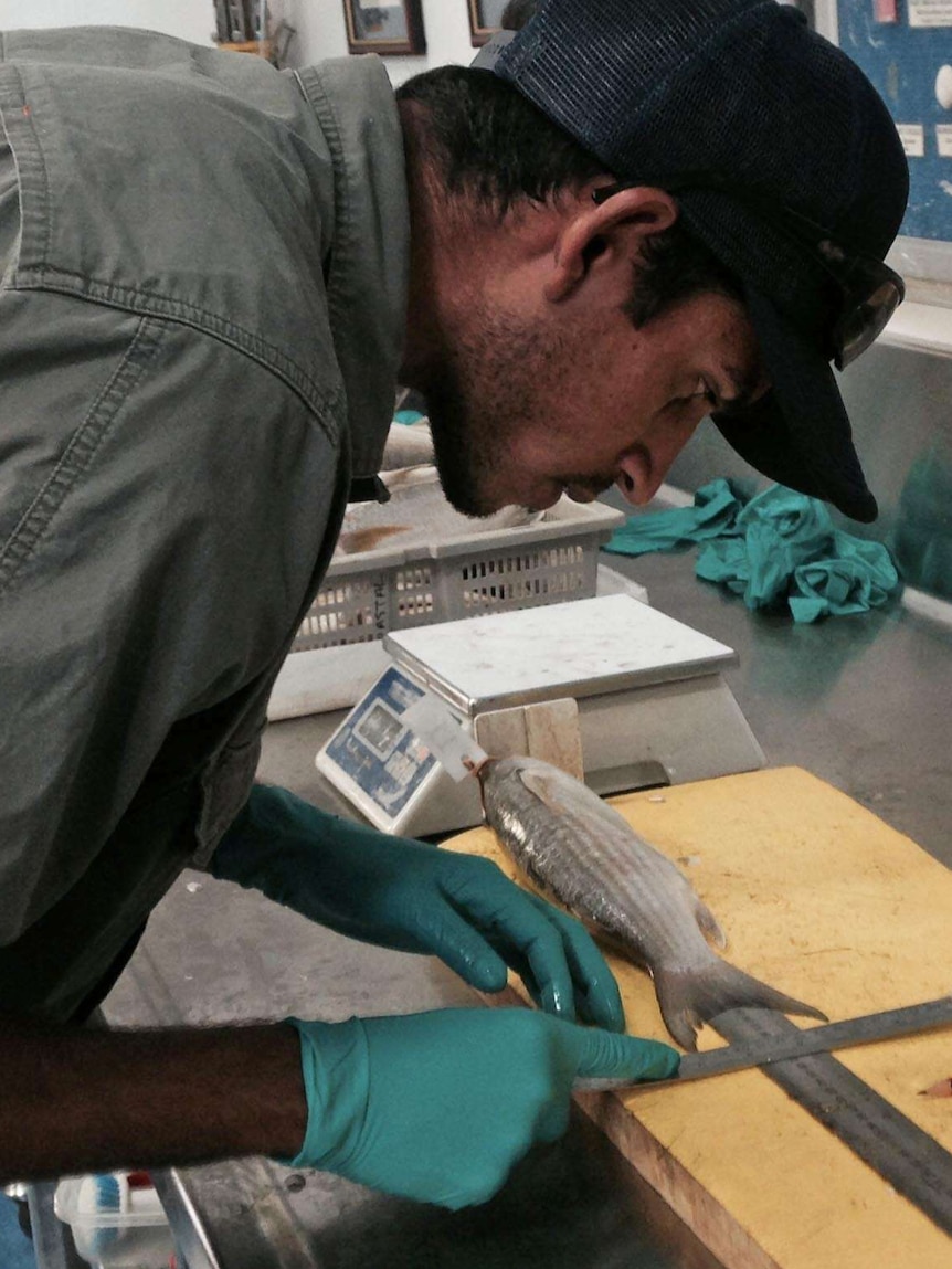 Fish being measured