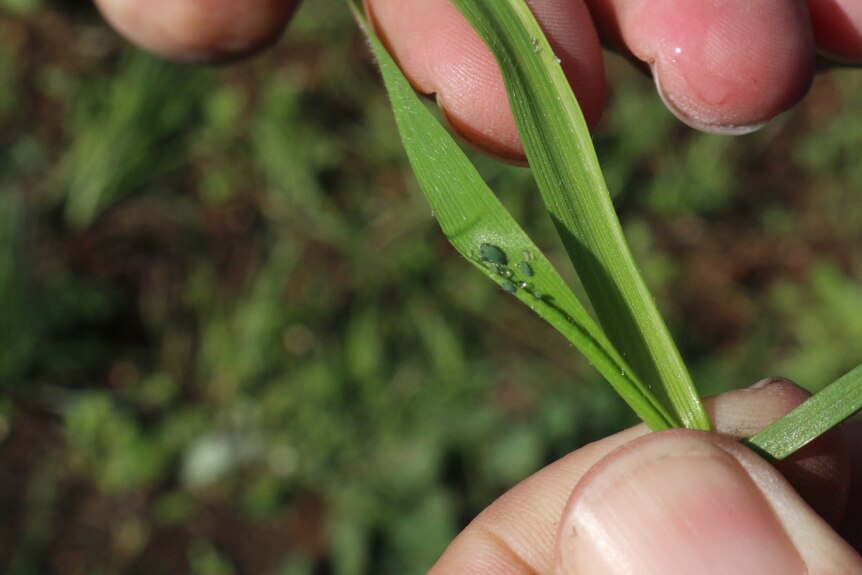 Russian wheat aphid is an exotic pest found in cereal crops in South Australia