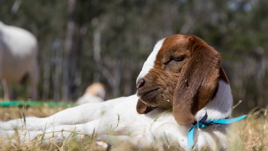 A baby goat lies on grass.