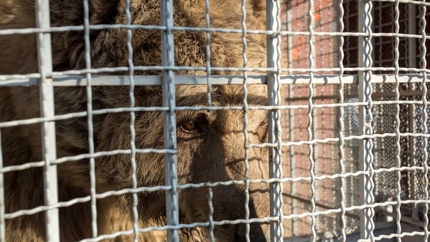 Large brown bear stares out from wire cage