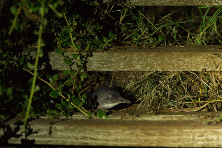 A little penguin beneath the foreshore steps leading to the house.