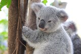 Baby koala clings to a tree trunk.