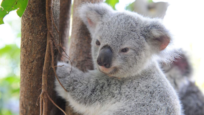 Baby koala clings to a tree trunk.