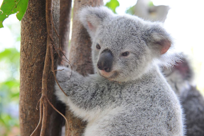 Baby koala clings to a tree trunk.