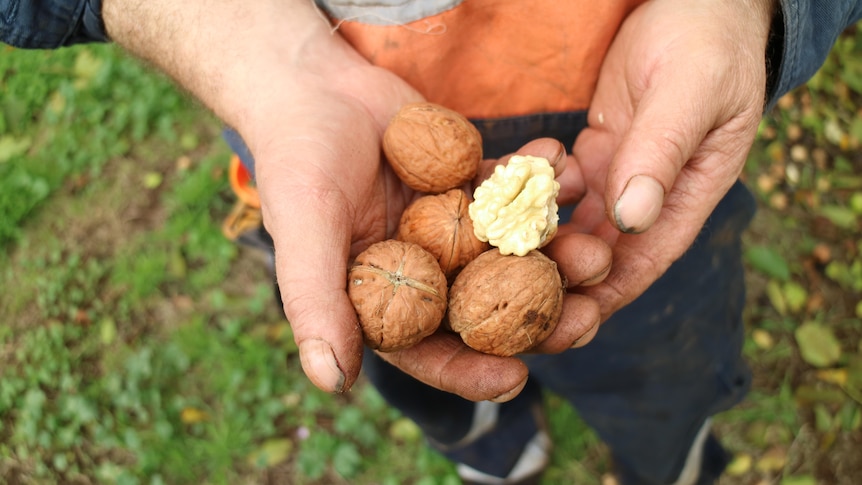 Two hands hold cracked walnuts