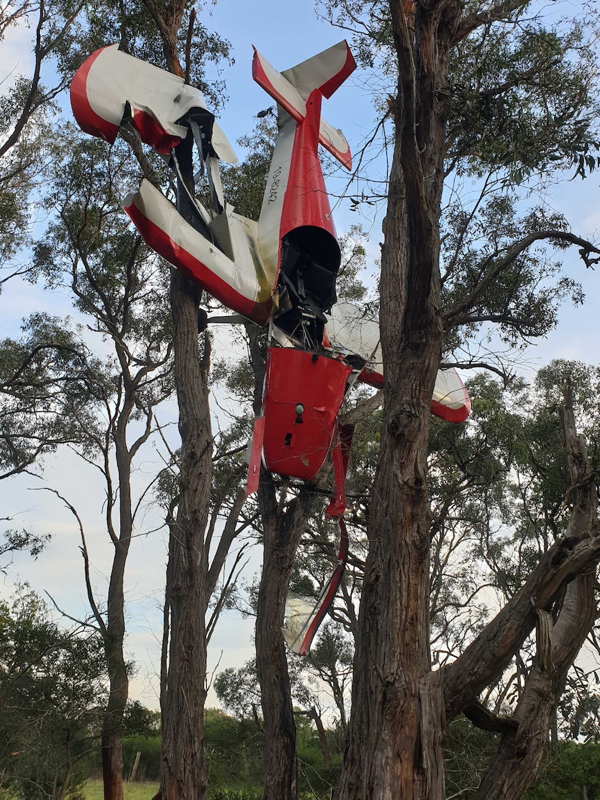A light plane hanging from eucalyptus trees above the ground.