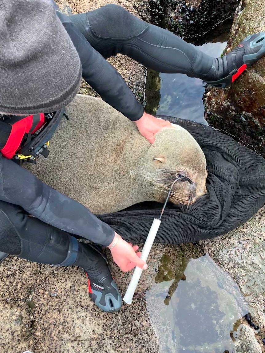 Fur seal found with large gaff hook through its muzzle swims away after ...