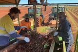 Three men sorting through sweet potatoes on the back of a tractor.