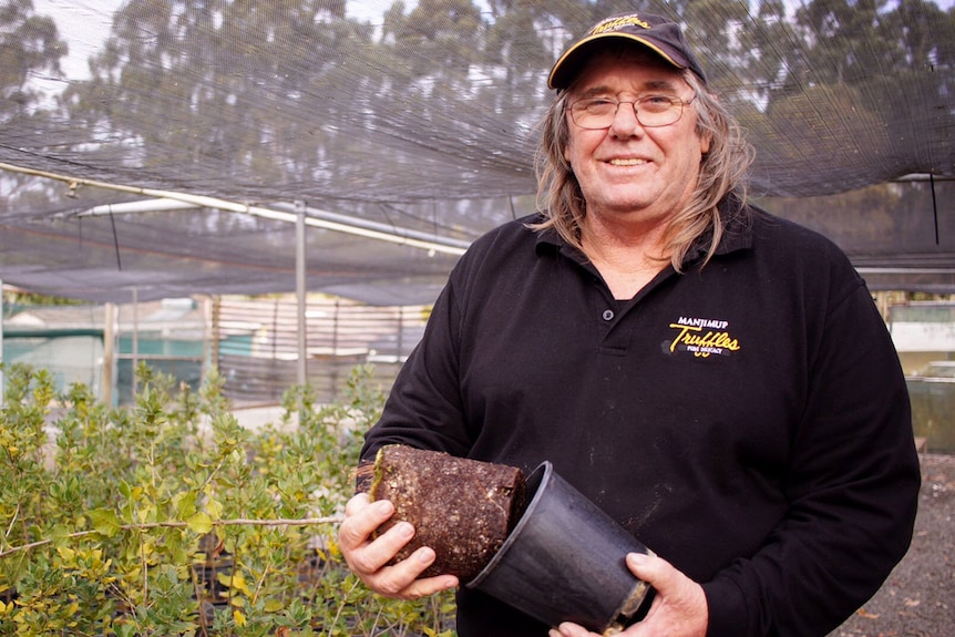 Al Blakers from Manjimup Truffles holds an oak tree sapling, which he has pulled out of the pot.