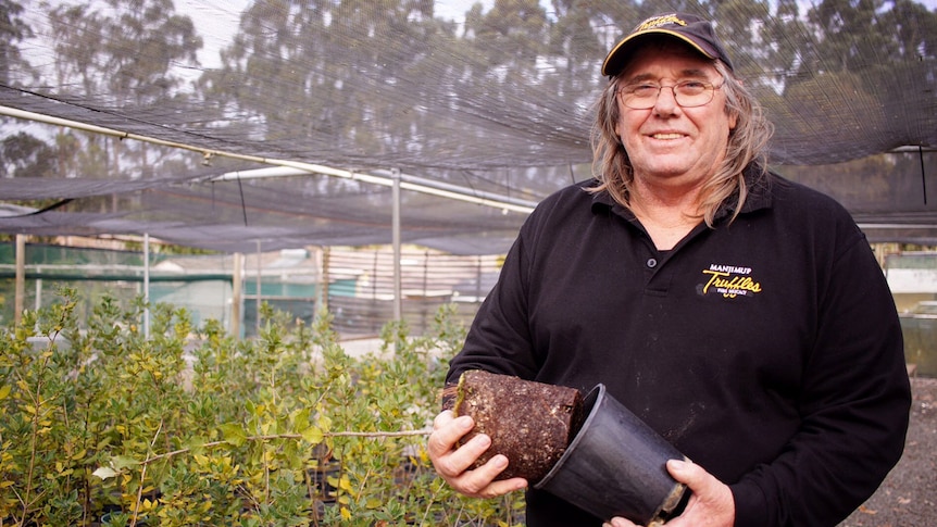 Al Blakers from Manjimup Truffles holds an oak tree sapling, which he has pulled out of the pot.