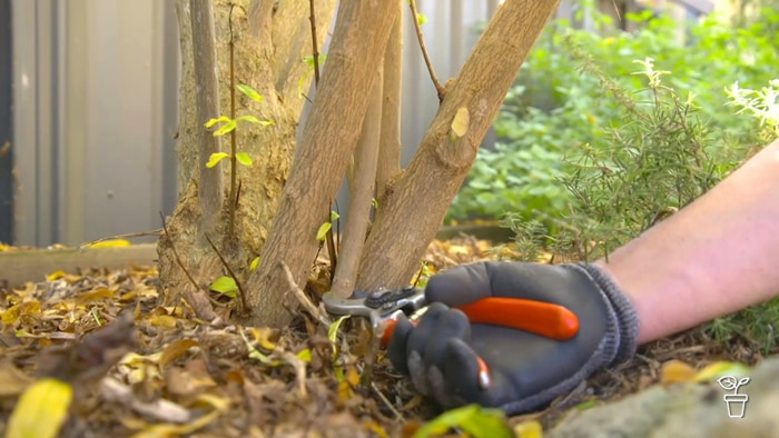 Person pruning a branch with secateurs.