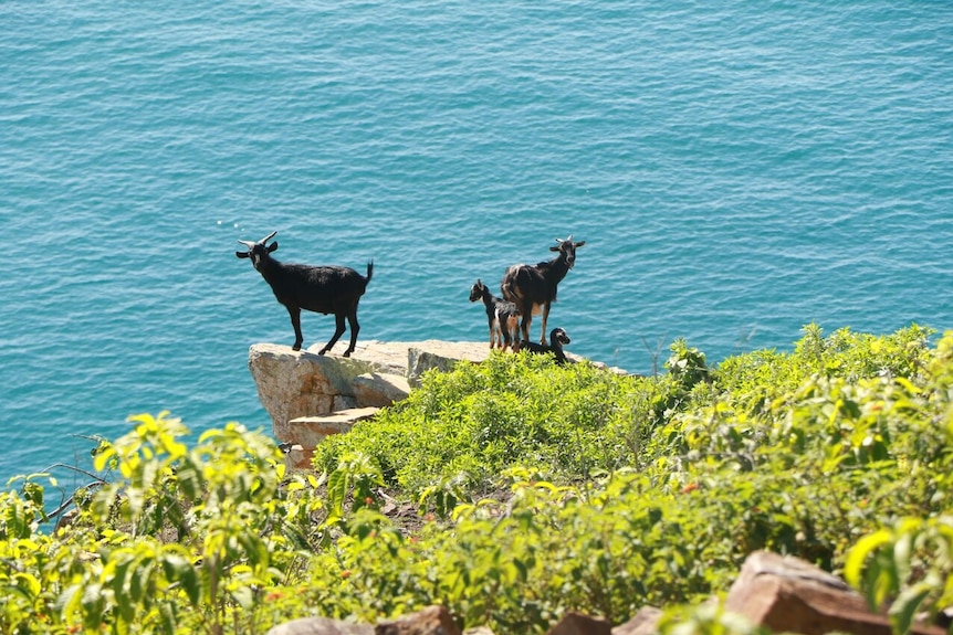 Feral goats on Pelorus Island