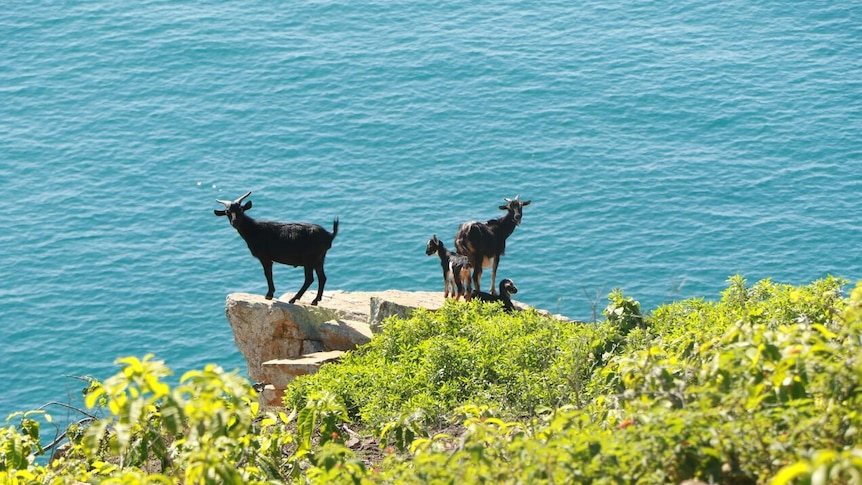 Feral goats on Pelorus Island