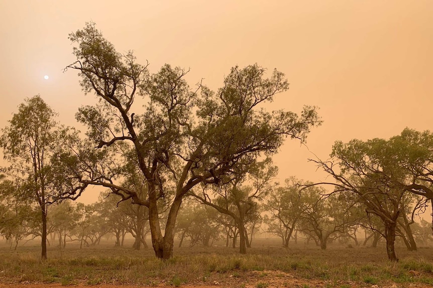 Trees against a background of red dust hanging in the air, and the sun struggling to shine through it