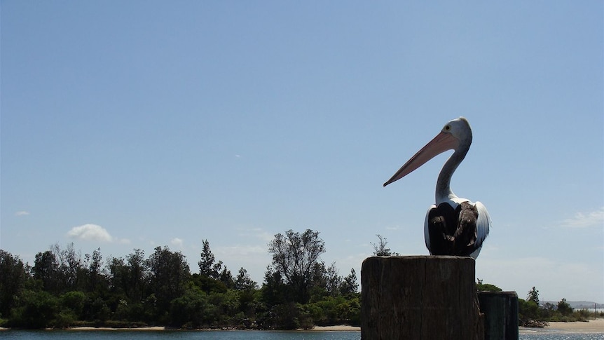 Pelican at Gippsland Lakes