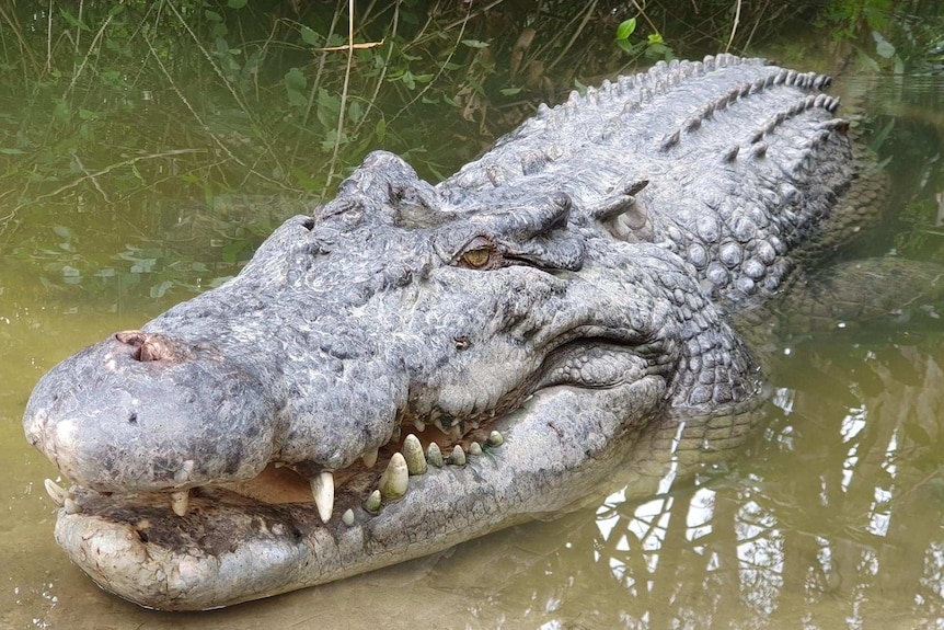 A large crocodile peers out from the water.