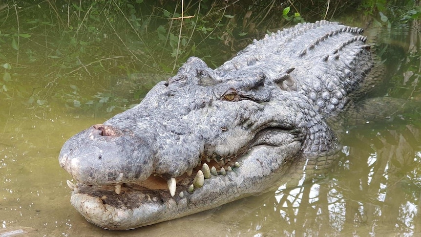 A large crocodile peers out from the water.
