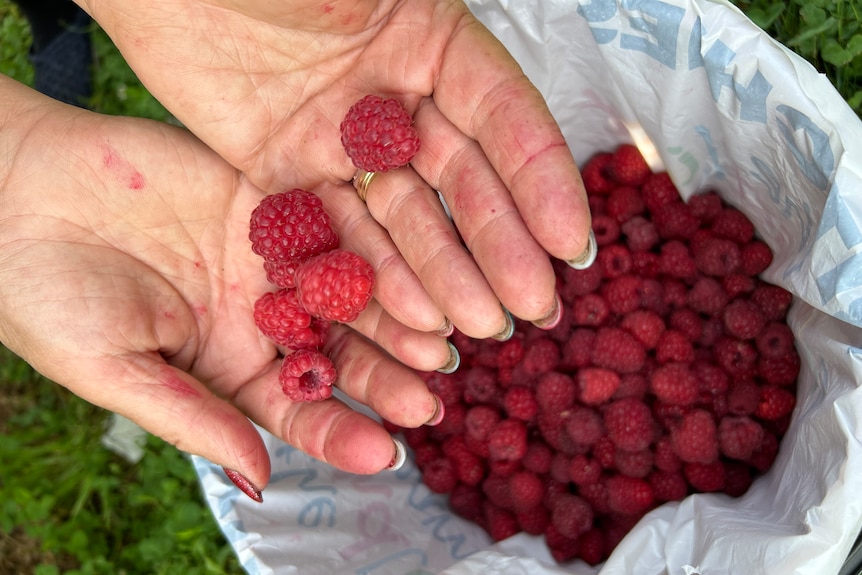 A close-up of a woman's hands holding several freshly-picked raspberries, with a white bucket in the background.