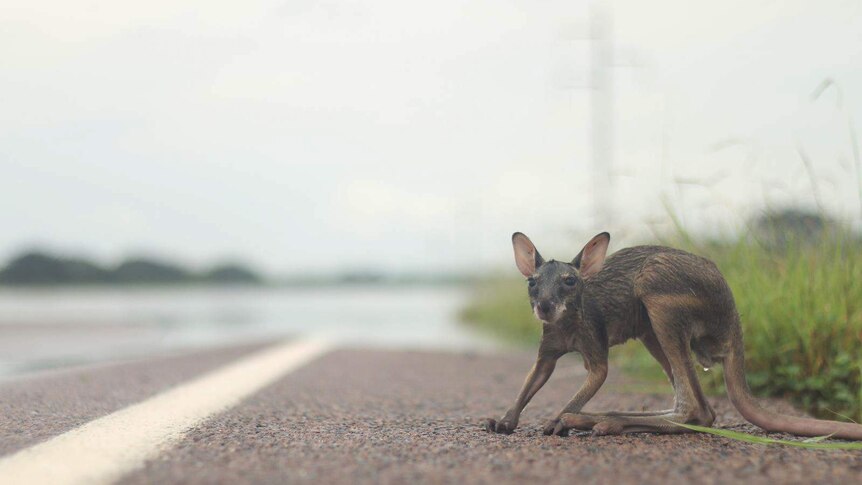 A orphaned joey on the side of a road.