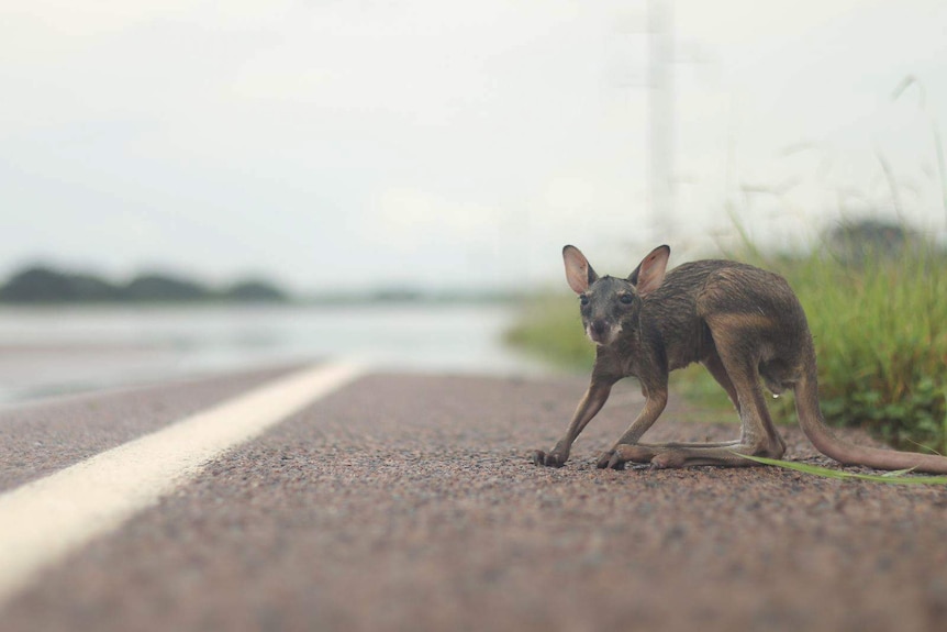 A orphaned joey on the side of a road.