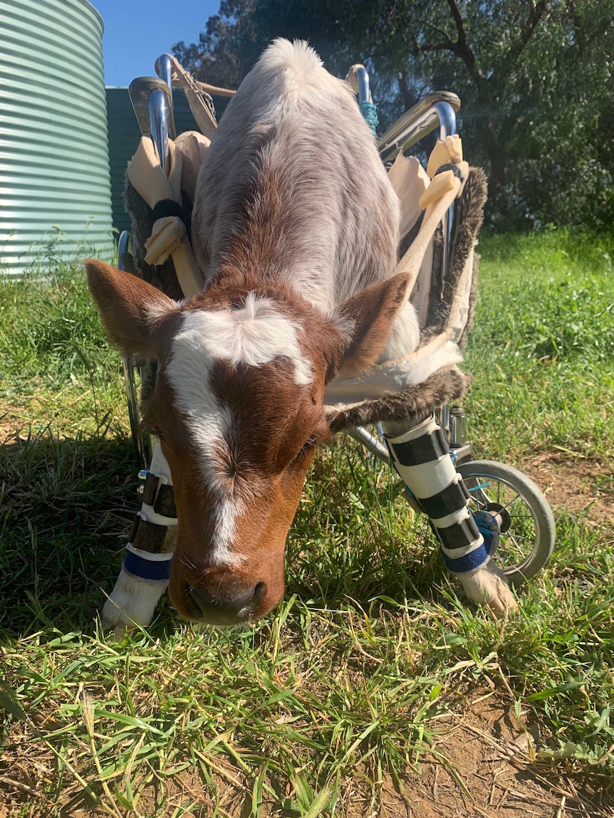 calf in wheelchair