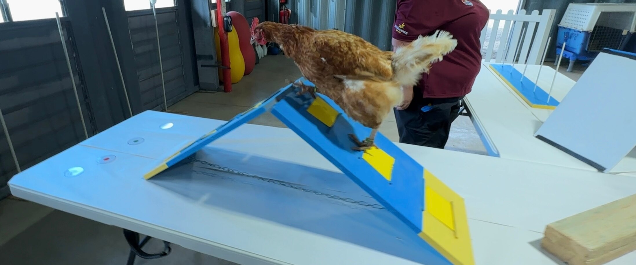 Righteous Pups dog trainers coaching chickens in USled approach to