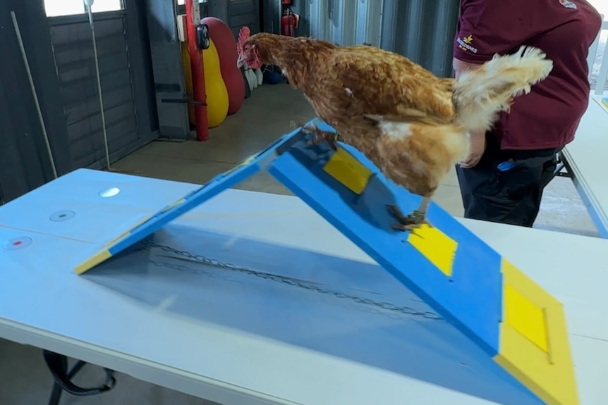 chicken going over a ramp with a tunnel and poles in the background