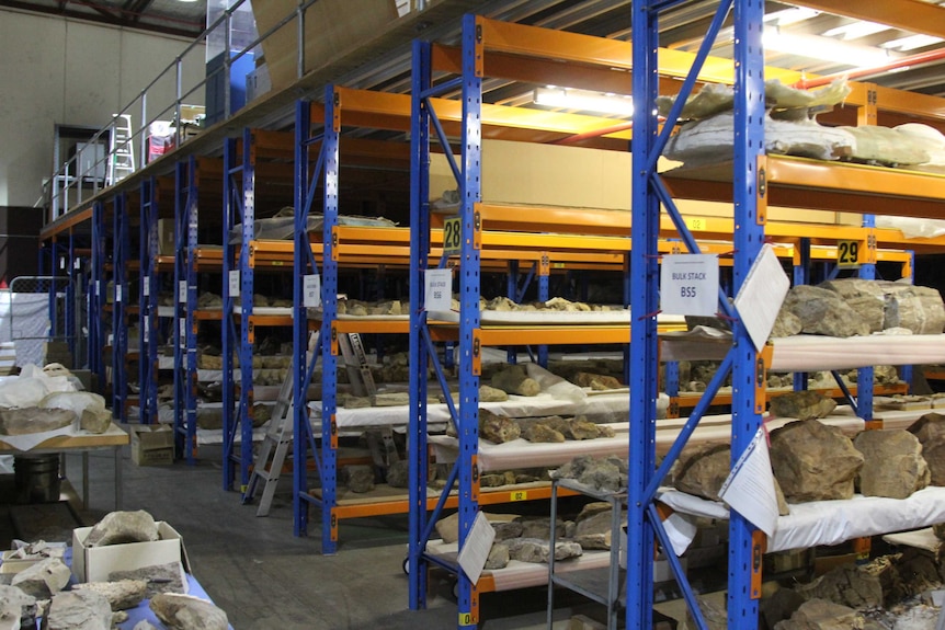 Orange and blue shelving with dinosaur bones stacked on them